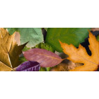 Картон дизайнерский URSUS А4 300г UR-12722223R Листва