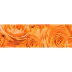 Калька URSUS А4 115г/м Розы Абрикосовый UR-50614603R