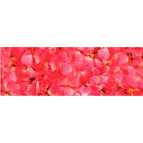 Картон URSUS А4 300г Флора Лепестки роз UR-53134606R