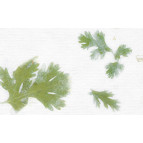 Бумага ручной работы URSUS А4 100г/м белая с вкраплениями Водоросли UR-14032201R