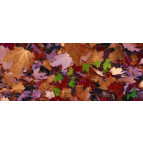 Картон дизайнерский URSUS А4 300г UR-12722210R Осенняя листва