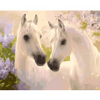 Картина раскраска по  номерам на холсте  - 40*50см Идейка КН2433 Белые лошади