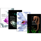 Папка клип-файл А4 c 1 скоросшивателем Optima X-Ray, цвета в ассортименте O31267