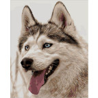 Картина раскраска по  номерам на холсте 40*50см  Mariposa Q1973 Жизнерадостный хаски