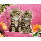 Картина раскраска по  номерам на холсте 40*50см Babylon VP932 Зеленоглазые котята