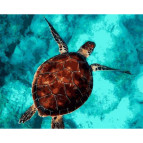 Картина раскраска по  номерам на холсте 40*50см  Mariposa Q2154 Черепашья отмель