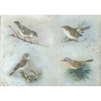 Декупажная карта-бумага 21*30см 55г/м Фабрика Декора FDCD-0019