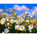 Картина раскраска по  номерам на холсте 40*50см Babylon VP1255 Поле ромашок