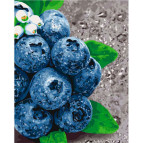 Картина раскраска по  номерам на холсте  - 40*50см Идейка КН5581 Сочные плоды