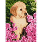 Картина раскраска по  номерам на холсте -  30*40см Никитошка EX5198 Золотистый ретривер