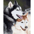 Картина раскраска по  номерам на холсте - 40*50см Никитошка GX28714 Пара Хаски