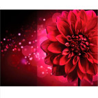 Картина раскраска по  номерам на холсте 20*30см Josef Otten JS20464 Flower