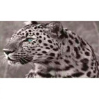 Картина раскраска по  номерам на холсте 20*30см Josef Otten ОРР 20465JS_O Ягуар