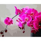 Картина раскраска по  номерам на холсте - 40*50см Никитошка GX28314 Пурпурная орхидея
