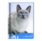 Блокнот А6 Cool For School 80л Wind Spirit , кошка клетка CF21201-02