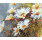 Картина раскраска по  номерам на холсте 40*50см  Mariposa Q1439 Ромашковое поле
