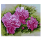 Картина раскраска по  номерам на холсте 40*50см  Mariposa Q2184 Розовые пионы