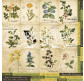 Набор карточек - картинок для декорирования Фабрика Декора Botany summer №3 01018-3 ukr