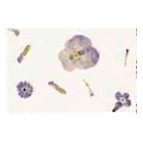 Папір ручної роботи URSUS А4 80г/м БОТАНИКА с бутон и аркуш Фиалки UR-14572203R