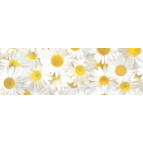 Калька URSUS А4 115г/м ФЛОРА ромашки UR-50214608R