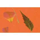 Папір ручної роботи URSUS А4 80г/м оранжевая с вкрапл РОЗА UR-14132202R