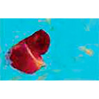 Папір ручної роботи URSUS А4 80г/м блакитна с вкрапл РОЗА UR-14132203R