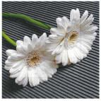 Салфетка для декупажа ! Поштучно 1/5 ! 33*33см №238 Герберы белые