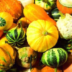 Салфетка для декупажа ! Поштучно 1/5 ! 33*33см 467200 Осенний урожай