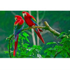 Алмазна мозаїка по номерам на холсті 30*40см Josef Otten GB70008 Папуги