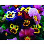 Алмазна мозаїка по номерам на холсті 30*40см Josef Otten GB70073 Братки