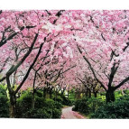 Алмазна мозаїка по номерам на холсті 30*40см Josef Otten GB70053 Квітучі сакури