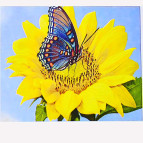 Алмазна мозаїка по номерам на холсті 20*30см Josef Otten EJS20558 Метелик на сонячнику