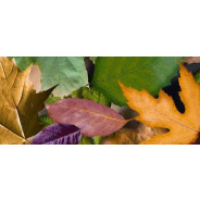 Картон URSUS А4 300г UR-12722223R 'Листва'