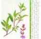 Салфетка для декупажа ! Поштучно 1/5 ! 33*33см 471190 Шалфей, белый