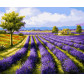 Картина по номер. на холсті 40*50см Бебилон Турбо VP530 Лавандовые поля