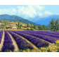 Картина по номер. на холсті 40*50см Бебилон Турбо VP531 Прованский пейзаж