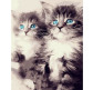 Картина по номер. на холсті 40*50см Mariposa Q2001 Голубоглазые котята