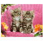 Картина по номер. на холсті 40*50см Бебилон Турбо VP932 Зеленоглазые котята