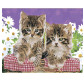 Картина по номер. на холсті 40*50см з элементами мозаїки Никитошка GZS1041 Котята в корзинке