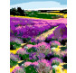 Картина по номер. на холсті 35*45см Rosa N00013442 Лавандове поле