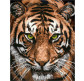 Картина  по номер. на холсті 40*50см Идейка КН4166 Величний тигр