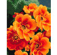 Картина  по номер. на холсті 40*50см Идейка КН3050 Примула помаранчева