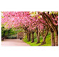 Алмазна мозаїка по номерам на холсті 30*40см Josef Otten GB70296 Парк в Японії