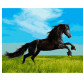 Картина по номер. на холсті 40*50см Никитошка GX36088 Гарний скакун