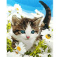 Картина по номер. на дереві 40*50см ЛИДЕР 5113 Котик в ромашках