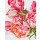 Картина  по номер. на холсті 40*50см Идейка КН2081 Коралові півонії