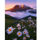 Картина по номер. на холсті 40*50см Никитошка GX38266 Ромашки в горах