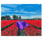 Картина по номер. на холсті 40*50см Никитошка GX39316 У полі тюльпанів