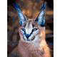 Картина по номер. на холсті 40*50см Никитошка GX39317 Вухатий каракал