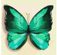 Картина по номер. на холсті 25*25см Идейка КН4208 Зелений метелик